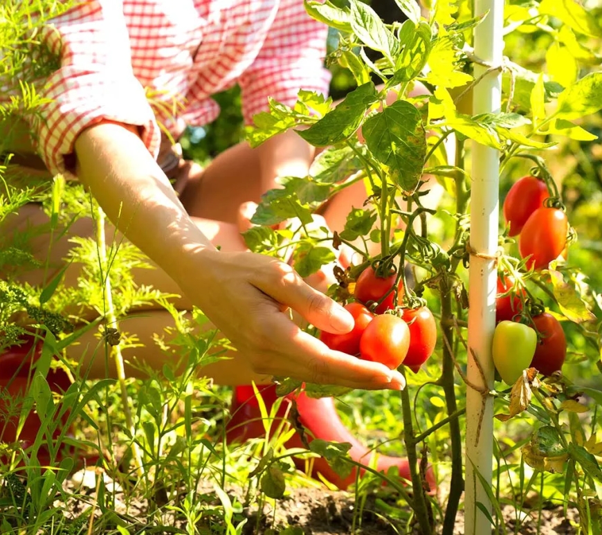10 Edible Plants to Grow in Your Garden