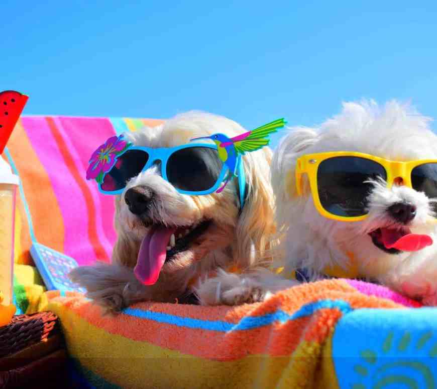 10 Pet-Friendly Travel Destinations: Where to Go with Your Furry Companion